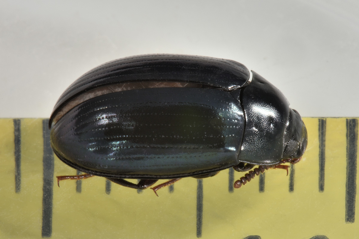 Tenebrionidae: Platydema violaceum? S